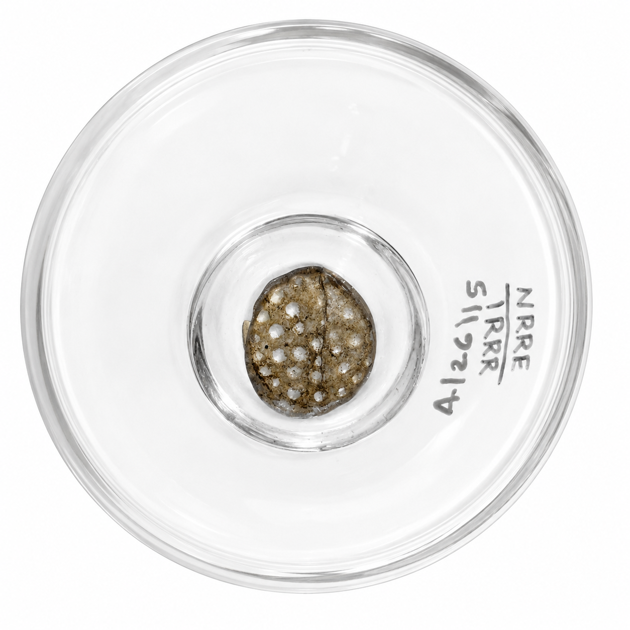 COLONIAL BELL JAR 4